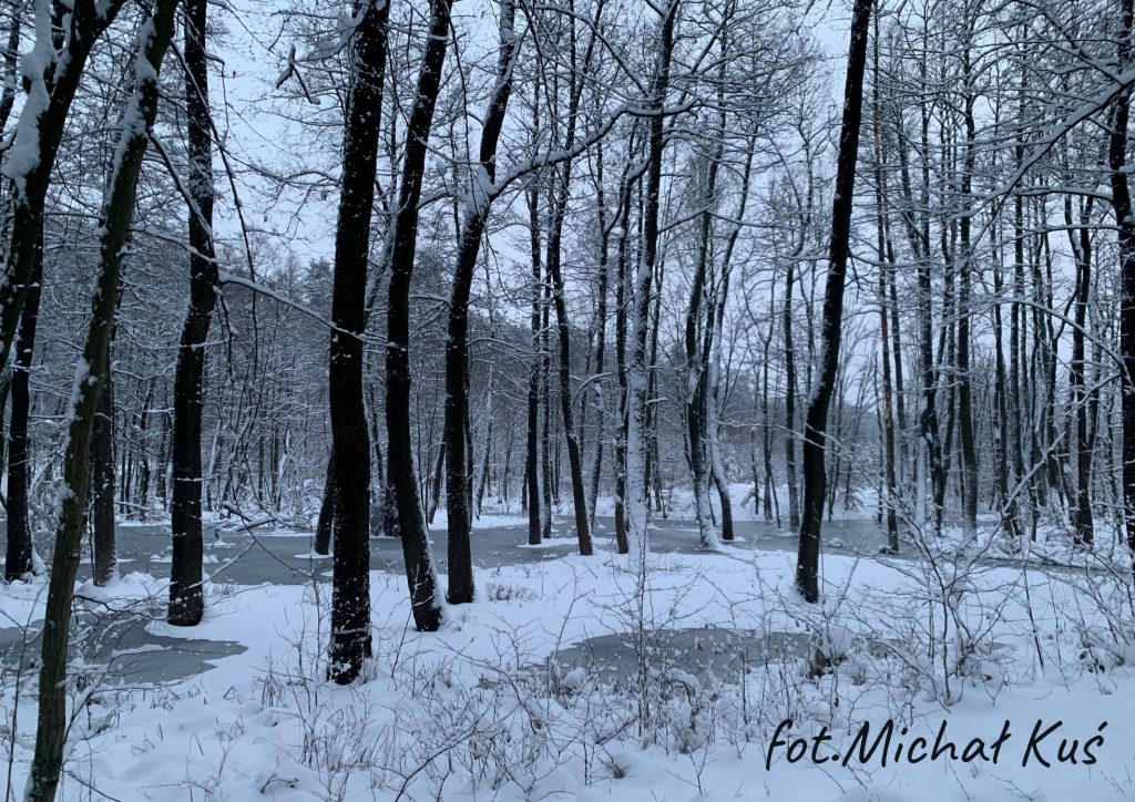 drzewa w lesie zimą