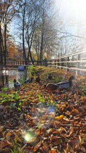 zdjęcie jesienny krajobraz na pierwszym planie kaczki w tle barierka pomostu
