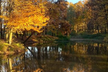 zdjęcie stawu i drzew jesienią