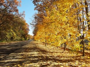 zdjęcie jesienny krajobraz żółte drzewa