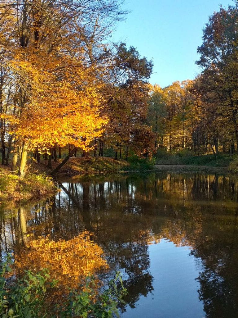 zdjęcie jesienny krajobraz na pierwszym planie staw