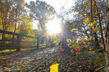 zdjęcie przedstawia jesień w parku, drzewa, chodnik, promienie słonca